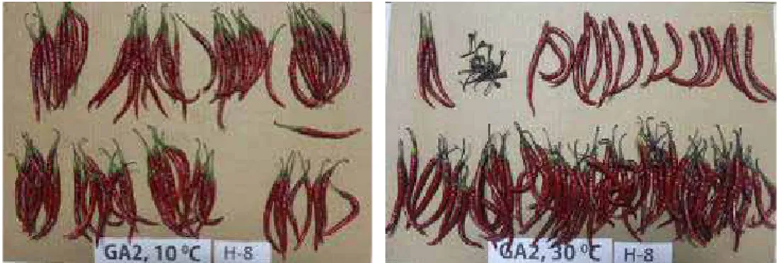 Figure 1. Freshness Kencana Chili on the 2th Day of Storage without Immersion GA 3  and Benomyl at Low (a) and 