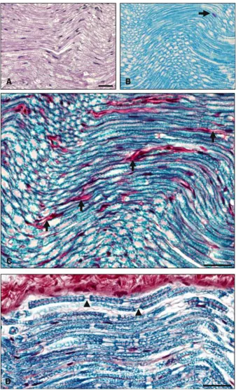 Fig. 2 Histochemical analyses