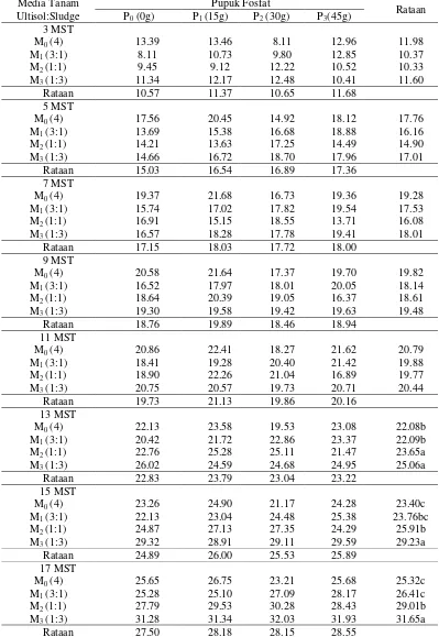 Tabel 5. Rataan tinggi tunas (cm) pada berbagai perlakuan sludge kelapa sawit dan pemberian pupuk fosfat umur 3-17 MST