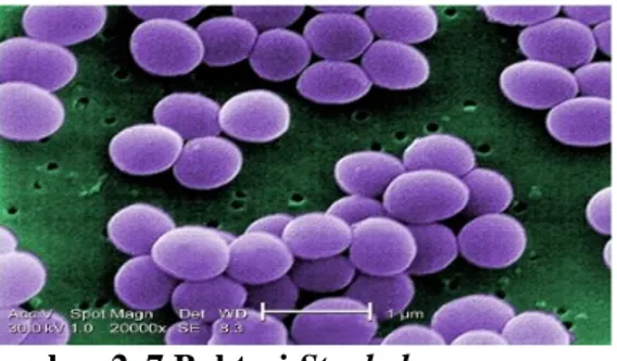 Gambar 2. 7 Bakteri Staphylococcus aureus  (Sumber : Anonim, 2008) 