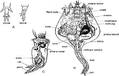 Gambar 2.2. Anatomi dan morfologi Brachionus plicatilis, A= Kaki dari dorsal dan lateral; B= Betina; 