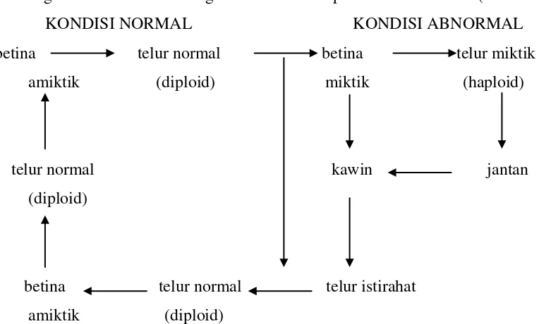Gambar 2.3. Siklus Reproduksi Brachionus plicatilis (Isnansetyo & Kurniastuty, 1995). 