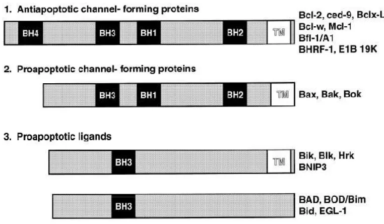 Gambar 2.1.Tiga subgroup Bcl-2 protein dan bcl-2 homolog domain14 