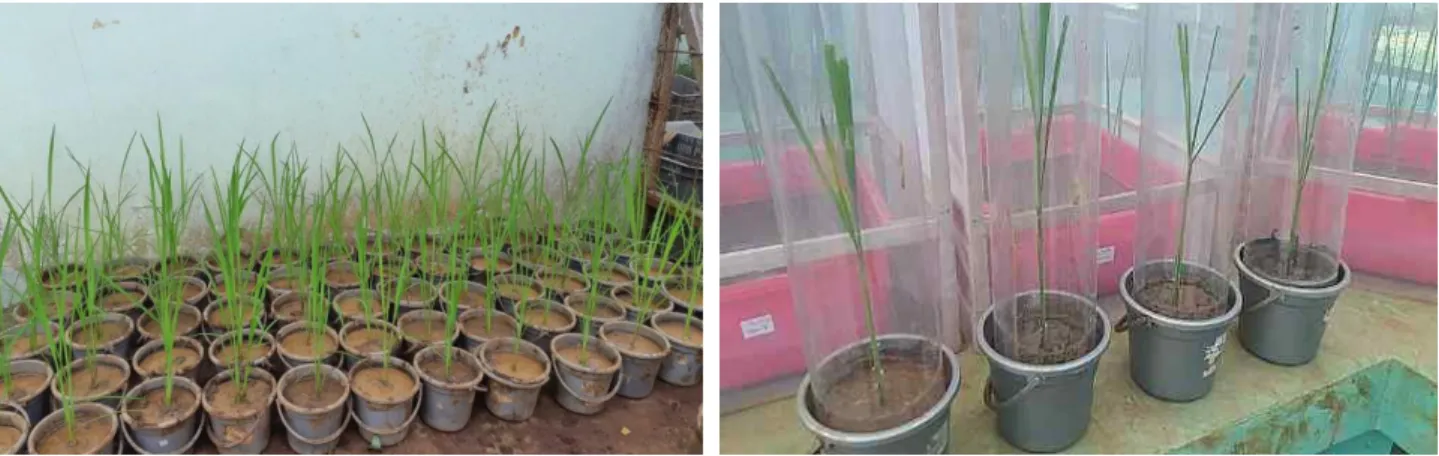 Figure 2.  IR  26  rice  plants  are  ready  to  be  treated  with  synthetic  insecticides,  botanical  insecticides  and  bio- bio-insecticides