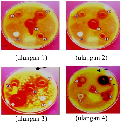 Gambar. 2 Grafik Rata-rata diameter zonahambatterhadappertumbuhanjamurCandidaalbicansakibatantimikrobaekstrakdaunjarakpagardenganmenggunakan tekhnik sumur