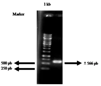 Gambar 2 Hasil visualisasi DNA  Lecanicillium isolat Bogor menggunakan primer ITS1 dan  ITS4  