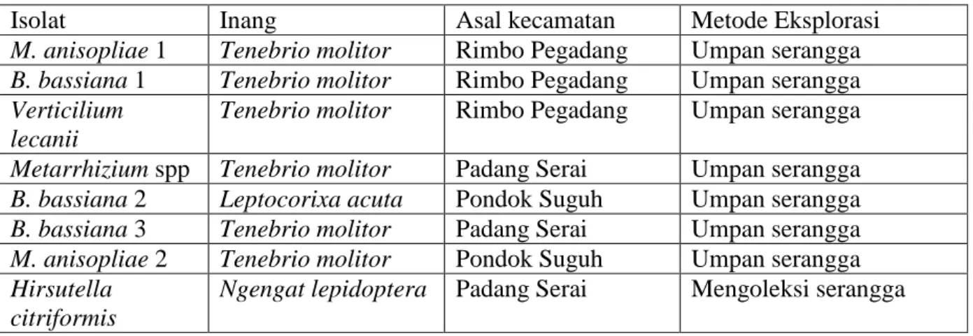 Tabel 1. Isolat cendawan entomopatogen asal Bengkulu 
