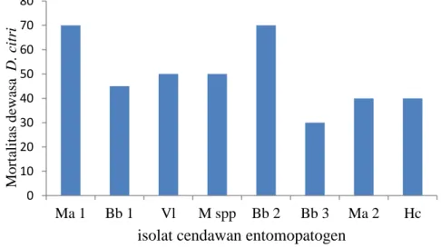 Gambar  3.  Mortalitas  D.  citri  setelah  diperlakukan  dengan  berbagai  isolat  cendawan  entomopatogen  