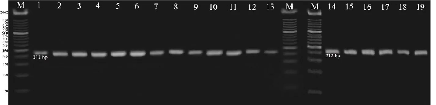 Gambar 3. Hasil  amplifikasi  PCR-SSR  DNA  menggunakan  gel  agarosa  2%  dengan  primer  CMCT160a+b  M:  Marker 50 bp; (1) Tacapa, (2) Tania, (3) Talita, (4) Apollo, (5) Orio, (6) Mai 119, (7) Fantasy, (8) Putri  Kencana, (9) Kalila, (10) Ladika, (11) Vi