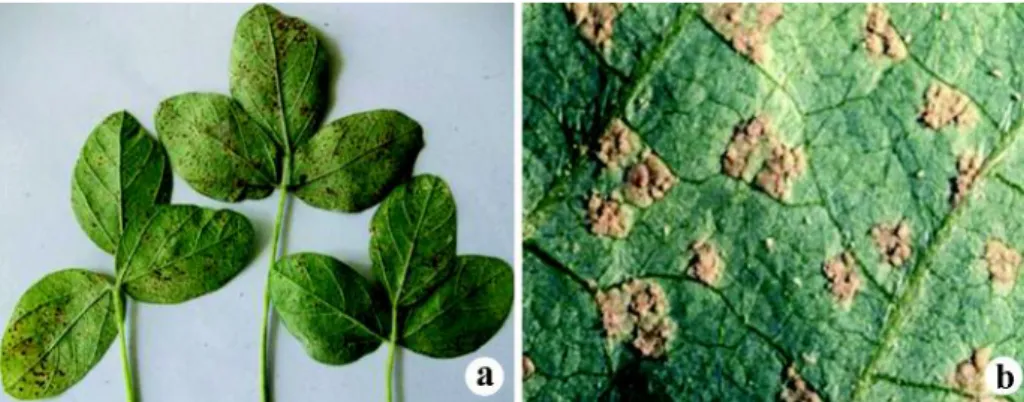 Gambar 2. Daun  trifoliat  pertama  kedelai  yang  diinokulasi  dengan  spora  penyakit karat  (a)  (foto:  Sumartini),  dan  pustul  atau  uredium  pada  daun  dilihat dari dekat (b) (World Intelectual Property Organization 2008).