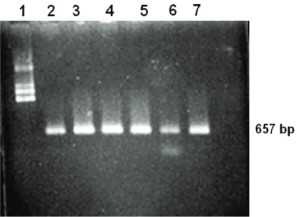 Gambar 3. Hasil amplikasi DNA menggunakan primer cp-CMV (1: 1 kb ladder, 2: isolat Bantul, 3: isolat Bone, 4: isolat Grobogan, 5: isolat Ngawi, 6: isolat NTB, 7: isolat Probolinggo)