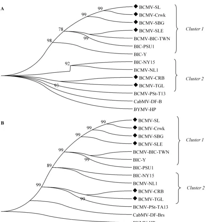 Gambar 2. Pohon filogenetika berdasarkan sekuen nukleotida (A) dan sekuen asam amino (B) BCMV