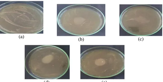 Gambar 3.  Hasil Uji Konsentrasi Hambat Minimum Ekstrak Cengkeh terhadap bakteri  S. mutans;  (a) konsentrasi  5%, (b) konsentrasi 10%, (c) konsentrasi  15%, 