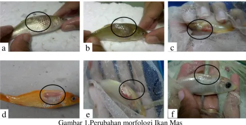 Gambar 1.Perubahan morfologi Ikan Mas 
