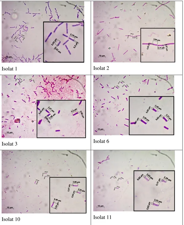Gambar 1 .  Morfologi sel Isolat endofit yang diperoleh dari lamundari seagrass spesies 