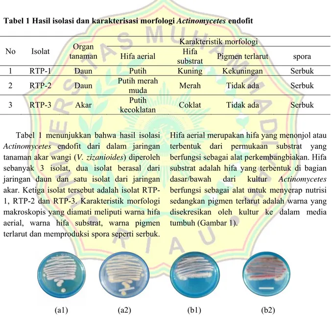 Tabel 1 Hasil isolasi dan karakterisasi morfologi Actinomycetes endofit   No  Isolat  tanaman Organ 