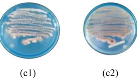 Gambar 1 Keragaman morfologi koloni Actinomycetes endofit pada media SCA (a1) warna hifa  aerialisolat  RTP-1, (a2) warna hifa substrat isolat  RTP-1; (b1) warna hifa aerial isolat RTP-2, 