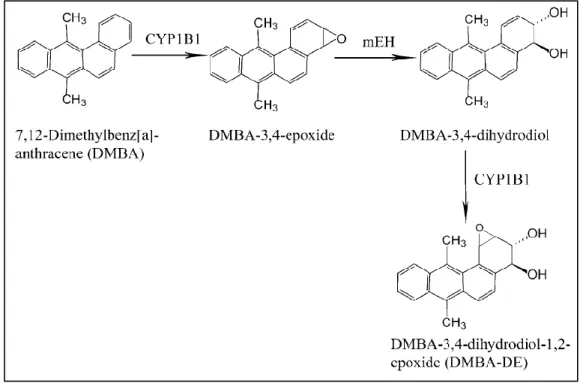 Gambar 1. Jalur metabolisme untuk bioaktivasi DMBA. 10