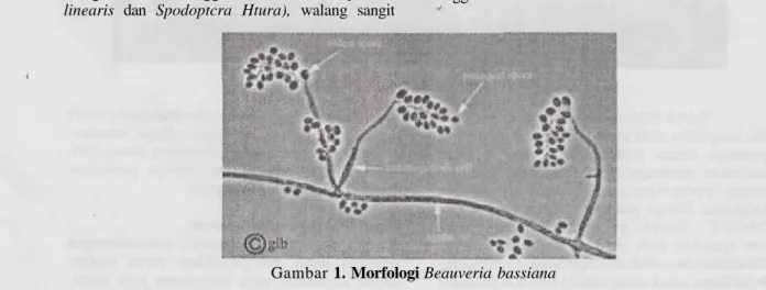 Gambar 1. Morfologi Beauveria bassiana Mekanisme Infeksi B. bassiana
