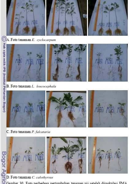 Gambar 30  Foto perbedaan pertumbuhan tanaman uji setelah diinokulasi FMA dan BFN (E. cyclocarpum, L