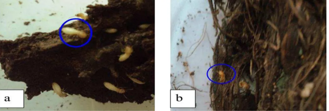 Gambar 1.  A: rayap C. curvignathus sehat dan B: rayap C. curvignathus yang terinfeksi  jamur M