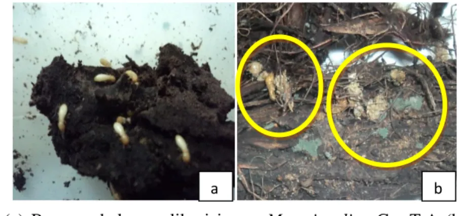 Gambar  1.    (a)  Rayap  sebelum  aplikasi  jamur  M.  anisopliae  Cps.T.A  (b)  rayap  yang  mati  setelah  aplikasi  yang  diselimuti  miselium  jamur  M