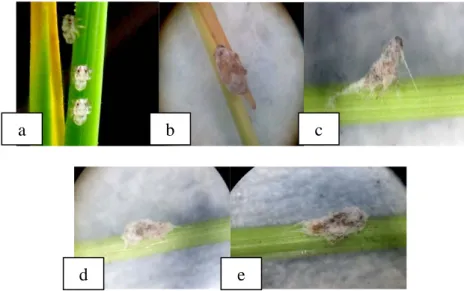 Gambar 1. Nimfa wereng coklat yang terinfeksi cendawan L. lecanii (perbesaran 40x); (a) Perlakuan kontrol, (b) 10 7