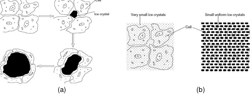 Gambar 2.  Pembentukan kristal es (a) laju pembekuan lambat dan (b) laju pembekuan cepat      ( HT Meryman, 1963)