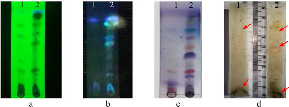 Gambar 2  Profil KLT ekstrak uji. a, Disinari UV 254 nm; b, Disinari UV 366 nm; c, Disemprot  vanillin-asam sulfat; dan d, Bioautografi ekstrak uji pada pelat KLT