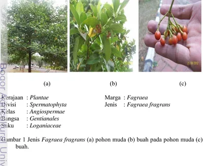 Gambar 1 Jenis Fagraea fragrans (a) pohon muda (b) buah pada pohon muda (c) 