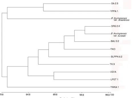 Gambar  1.  Dendrogram  yang  menunjukkan  hubungan  antara  12  Strain  B.  thuringiensis  yang  didasarkan  atas  Analisis SSm dan Algoritma UPGMA