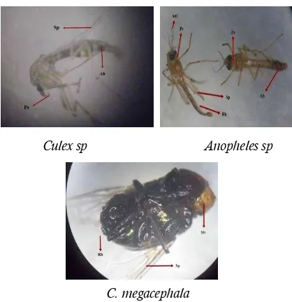 Gambar 4. Ektoparasit Ordo Diptera 