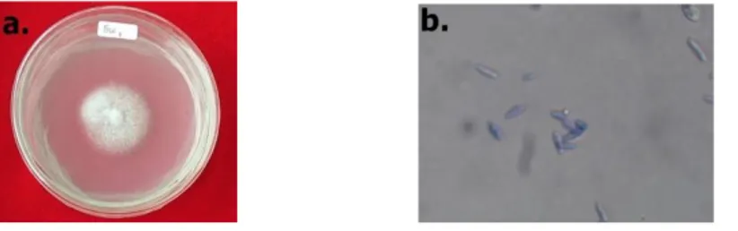 Gambar 4. (a) Koloni jamur Colletotricum capsici dengan pemberian pestisida nabati  lengkuas hari ke 2