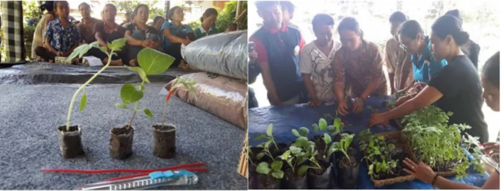 Gambar 4. Hasil grafting tanaman  tomat diperkenalkan pada acara pelatihan  budidaya  hortikultura dan grafting  (kiri) dan  Anggota MKRPL Desa Getasan sedang berlatih teknik grafting 