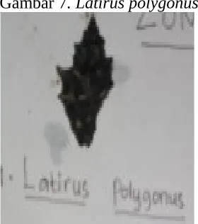 Gambar 5. Littorina scaba