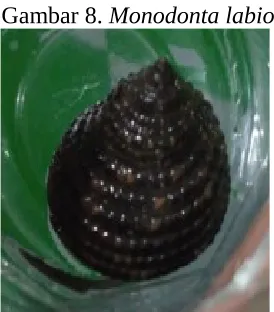 Gambar 8. Monodonta labio