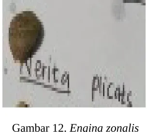 Gambar 12. Engina zonalis