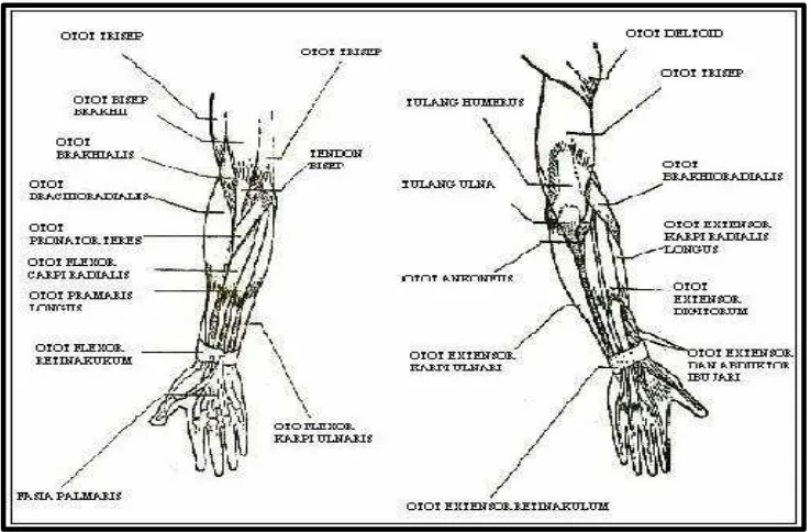 Gambar 8. Struktur Anatomi Lengan        (Sumber: John V. Basmajian & Charles E. Slonecker, 1995: 33) 