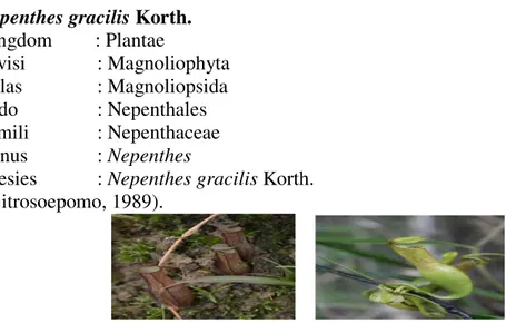Gambar 3. Kantong bawah (kanan) dan kantong atas (kiri) Nepenthes gracilis  Nepenthes   ini  memiliki  bentuk  batang  segitiga  dan  memiliki  panjang  hingga  6  m