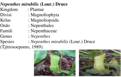 Gambar 4. Kantong bawah (kanan) dan kantong atas (kiri) Nepenthes mirabilis  Nepenthes   ini  memiliki  batang  bulat  dan  panjang  batang  dapat  mencapai  10  m