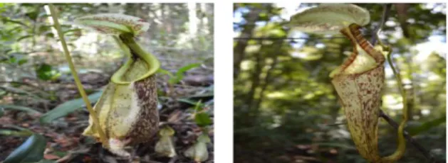 Gambar 5. Kantong bawah (kanan) dan kantong atas (kiri) Nepenthes rafflesiana  Nepenthes   ini  memiliki  bentuk  batang  bulat  dan  dapat  mencapai  15  m  dapat  tumbuh  di  lantai  hutan,  tegak  sendiri,  juga  dapat  bergantung  dengan  tumbuhan  lai