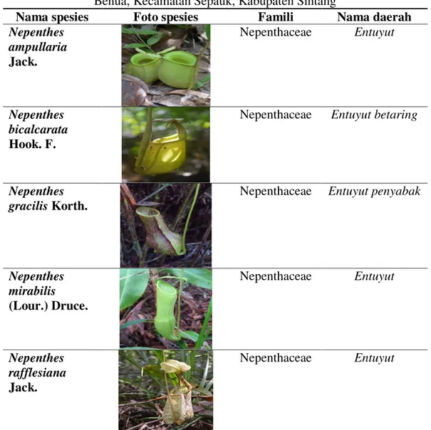 Tabel 2. Spesies Nepenthes yang ditemukan di Hutan Adat Kantuk, Desa Paoh 