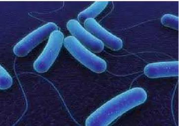 Gambar 2.2 Morfologi bakteri E. coli 19
