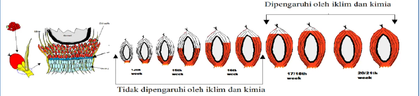 Gambar 2.3. Proses Pembentukan Minyak pada Buah Kelapa Sawit  g.  Kriteria Lahan 