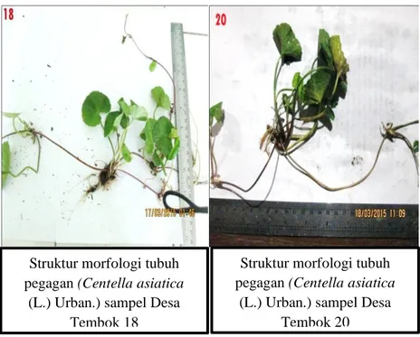 Gambar 4.3 Struktur morfologi tubuh pegagan (Centella asiatica  (L.) Urban.) sampel Desa Deles 4