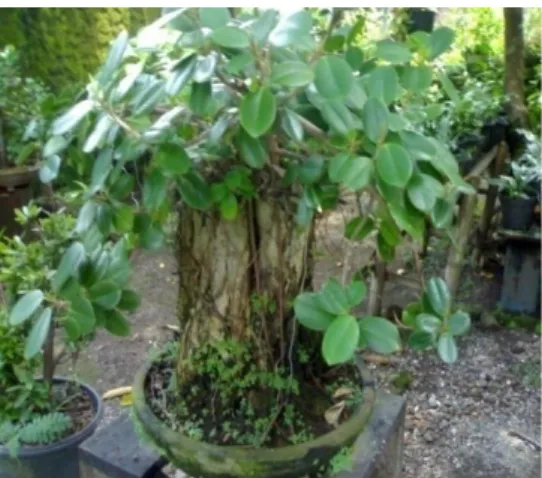 Gambar 2.2 Tumbuhan Ficus microcarpa 