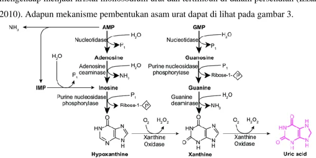 Gambar 3. Mekanisme pembentukan asam urat