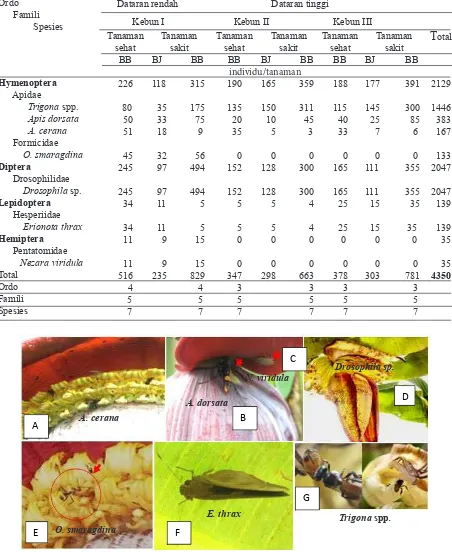 Tabel 1. Keanekaragaman kelimpahan serangga pengunjung bunga  yang berasosiasi dengan tanaman pi-sang sehat di lahan endemik  penyakit darah bakteri pada ketinggian yang berbeda (Juni-Desember 2008)