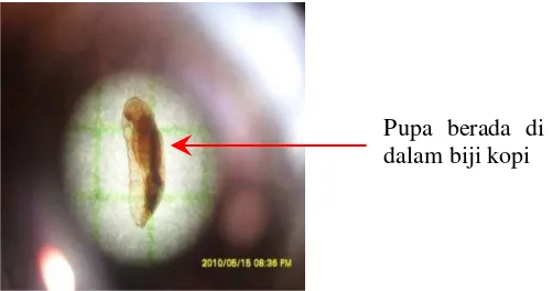 Gambar 3 : Pupa Penggerek Buah Kopi  (Hypothenemus hampei Ferr.) (Sumber : Normauli Manurung, 2010) 