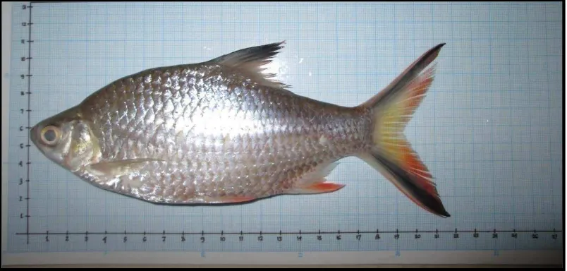 Gambar 2. Ikan Lemeduk (B. schwanenfeldii) 